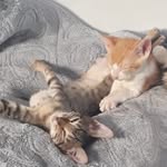 Adopted kittys: @jinanenafie - @ginger_ash2 - Instagram