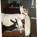 ginger + ash - @le.floofs_ - Instagram