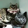 Ginger&Ash - @gingerash23 - TikTok