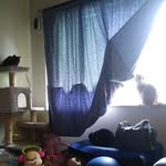 Ohara Cats - @ginger.ashes.midnight - Instagram