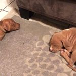 Asher And Ginger - @asherandginger - Instagram