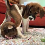 Ginger and Asher - @pigpluspup - Instagram