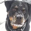Ginger Thaxton - @ginger.thaxton - TikTok
