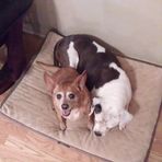 Ginger Atwell - Facebook