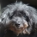 Ginger Von Avery - @gingerwoofie - Instagram