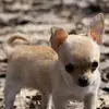 Ginger - @gingerbabby - TikTok