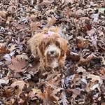 Ginger the CavaPoo - @ginger_babboo_ - Instagram