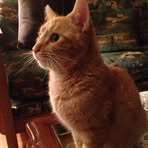 Ginger Bacon - Facebook