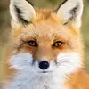 Ginger_Bacon - @ginger_bacon - TikTok