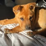 GingerBaconHoneyBear🐕💕 - @gingerbaconhoneybear - Instagram