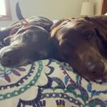 Bailey & Ginger - @choco_bailey_ginger_2 - Instagram