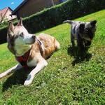 Benji ~ Ginger ~ Bailey - @loco.dogs - Instagram