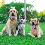 Ginger, Bailey y Brandy “Las tutitas” - @gingerbaileybrandy - Instagram