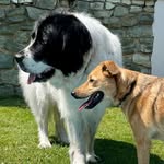 Ginger vom Fahrer Felsen & Bailey - @ginger.landseer_and_bailey - Instagram