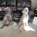 Ginger&Bailey - @ginger.and.bailey - Instagram