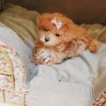 ♥️Royal Ginger Bailey♥️ - @royal_ginger_bailey - Instagram
