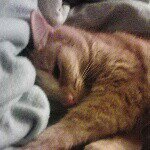 @barkley_the_ginger_tabby - Instagram