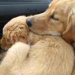 Ginger and Barkley - @themaygoldens - Instagram
