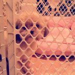 Ginger Barlow - @gingerthecutestpuppy - Instagram