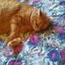 Ginger Bates - Facebook