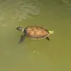 FLGingerBeachBum - @flbeachbum12 - TikTok
