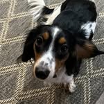 Ginger Bear - @gingerbearpup - Instagram