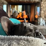 Ginger Bear - @anaussieandherfrenchies - Instagram