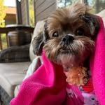 Ginger Bear - @gingerbearchompers - Instagram