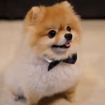 Ginger Bear - @ginger.b.bear - Instagram