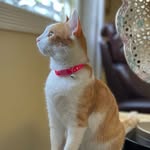 Ginger Bear - @gingerbearthegingercat - Instagram