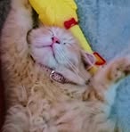 Ginger Bear - Facebook