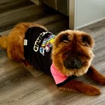 Ginger Bear - @ginger_bear5210 - Instagram