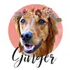 Ginger Bear - @gingerbear2015 - TikTok