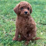 Ginger Bear - @doodlingwithginger - Instagram
