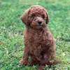 Ginger Bear - @doodlingwithginger - TikTok