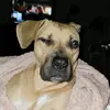 Ginger Bear - @ginger.bear23 - TikTok