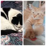 @beckett_and_ginger_fan_page - Instagram