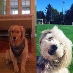 Ginger And Beckett - @ginger.and.beckett - Instagram