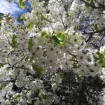 Ginger B - @gingerbeckett - Instagram
