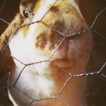 Ginger Beebe - @ging.ercookie - Instagram
