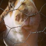 Ginger Beebe - @beebe_ginger - Instagram