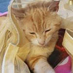 Ginger /ᐠ｡ꞈ｡ᐟ\ - @ginger.best_boi - Instagram