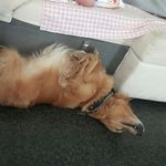 ginger-best-dog - @gingerbestdog - Instagram