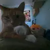 GINGER_THE_BEST - @chatbestinlifeiloveit - TikTok