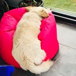 İdil’s dog Ginger 12.07.23 - @ginger_best_male_rus_terrier - Instagram