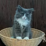 Ginger Boone Pace - @kittens_by_design_ - Instagram
