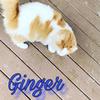 Ginger - @gingerbradley - TikTok