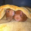 Ginger and Brady - @guineapigtiktok554 - TikTok