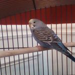Ginger Brady - @ginger_the_birb - Instagram