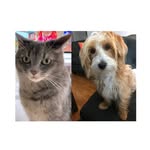 Ginger & Lulu - @ginger_lulu_briggs - Instagram